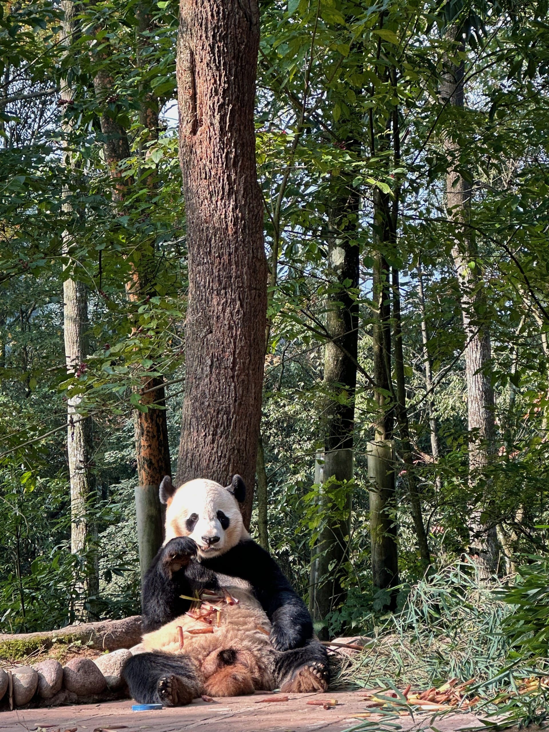 Top things to do in Sichuan Region: Chengdu, Leshan & Chongqing 39
